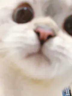 🐱 93f32368 chat, animal, animal de compagnie, mammifère, chat domestique, gros plan, mignon, blanc telegram sticker