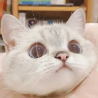 🐱 d598e362 chat, animal, animal de compagnie, mammifère, félin telegram sticker