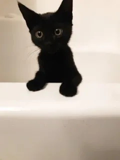 🐱 dfaf0926 chaton, chat, chat noir, animal, animal de compagnie, mignon telegram sticker