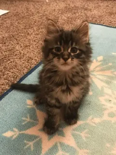 🐱 ef6d5324 chaton, chat, animal de compagnie, animal, mignon, doux telegram sticker