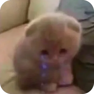 🫥 5548aa6d chat, chaton, animal, mignon, animal de compagnie, Scottish Fold telegram sticker