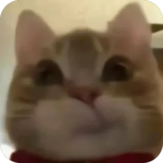 🫥 95dc9366 chat, animal, animal de compagnie, mème, drôle, mignon telegram sticker