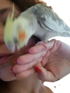 😡 15cb92bc 鸡尾鹦鹉, 鸟, 动物, 宠物, 女人, 手 telegram sticker