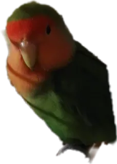 Piccioni telegram stickers