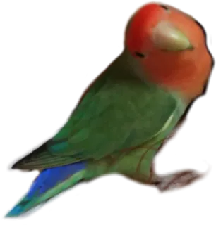 🤔 7911d6fb 鸟, 动物, 爱情鸟, 鹦鹉, 可爱, 彩色 telegram sticker