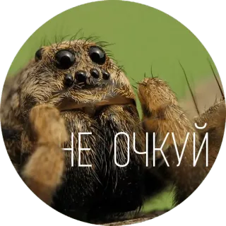 👐 0cf24b4f НЕ ОЧКУЙ araña, insecto, animal, gracioso, naturaleza telegram sticker