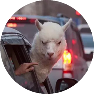 circleanimals whatsapp stickers