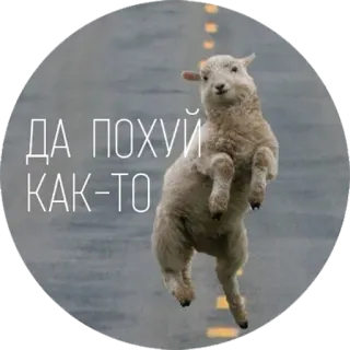 🙄 3777730d ДА ПОХУЙ КАК-ТО oveja, animal, ruso, ofensivo, jerga, calle telegram sticker