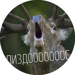 😱 3bfb9578 ПИЗДООООООООС ciervo, animal, meme, ruso, ofensivo, maldición telegram sticker