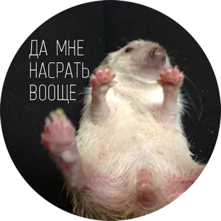 👌 3ff2aa8e ДА МНЕ
НАСРАТЬ
ВООБЩЕ Erizo, Animal, Meme, Texto ruso, Ofensivo, Expresión, Actitud telegram sticker