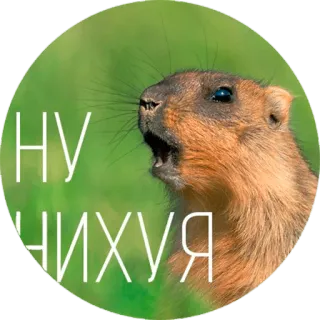 circleanimals telegram stickers