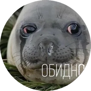 😔 aa32222a ОБИДНО foca, llorando, triste, decepcionado, lindo, animal telegram sticker