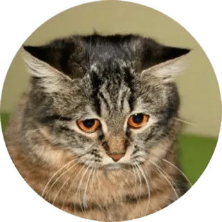 😫 d7d0780f gato, animal, pegatina, mascota, felino telegram sticker