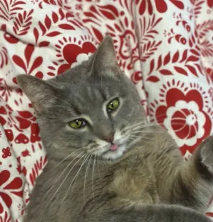 😣 04f25378 kat, dier, huisdier, tong, schattig, tam telegram sticker