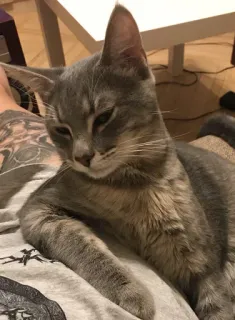 Scooter whatsapp stickers