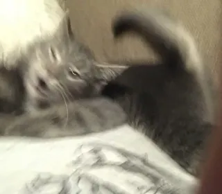 👹 18bf8614 kitten, kat, dier, huisdier, huisdier telegram sticker