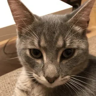 😼 196b3128 kat, grijze kat, huisdier, dier, huiskat telegram sticker