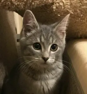 Scooter telegram stickers