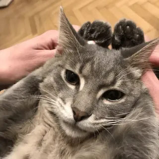 🐰 1aa6eb8a kat, dier, huisdier, huiskat, grijze kat, zoogdier, katachtige telegram sticker