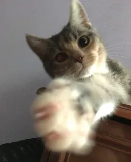 🤗 1f659950 kat, kitten, dier, huisdier, schattig, katachtig telegram sticker