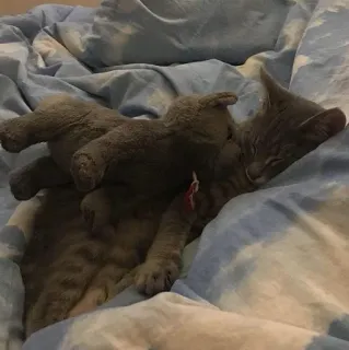 👫 21bb43b7 kat, kitten, slapen, huisdier, dier, schattig telegram sticker