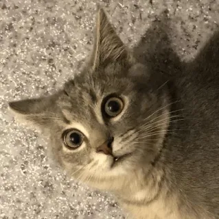 😲 21ddfd91 kitten, kat, grijs, dier, huisdier, schattig telegram sticker