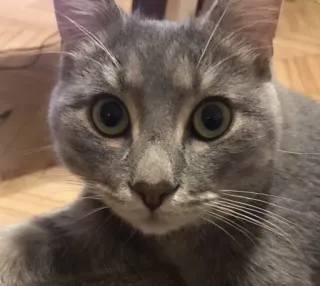 😮 23204039 kat, grijze kat, huisdier, dier, huisdier telegram sticker