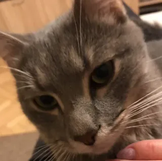 😕 363e49ec kat, grijze kat, huisdier, dier, huisdier telegram sticker