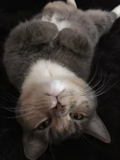 🙃 37270cef kat, dier, lief, huisdier, katachtig, huisdier telegram sticker