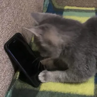 👽 4ff9acb1 kat, kitten, telefoon, huisdier, dier telegram sticker