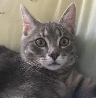 😳 52330934 kat, grijze kat, huisdier, dier, katachtige, grijze cyperse kat, kitten telegram sticker