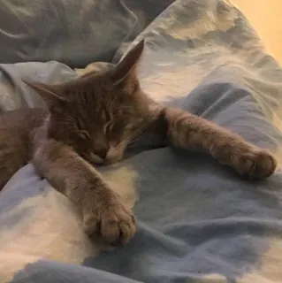 😴 5b51b6e3 kat, slapen, dier, huisdier, grijze kat, kitten telegram sticker