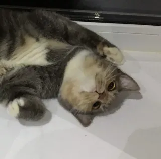 😊 5bd827b0 kat, grijze kat, huisdier, dier, huisdier telegram sticker