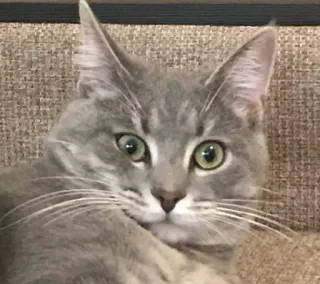 😯 63278a7e kat, dier, huisdier, grijze kat, huiskat telegram sticker