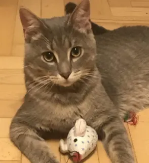 😒 68bfc6ec kat, grijze kat, huisdier, dier, zoogdier, huiskat, schattig, kitten telegram sticker