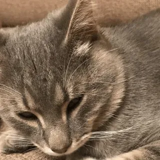 🤕 761f765c kat, grijze kat, huisdier, dier, huisdier, katachtig telegram sticker