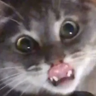 😈 8e93fcf7 kat, dier, huisdier, meme, grappig, geschokt telegram sticker