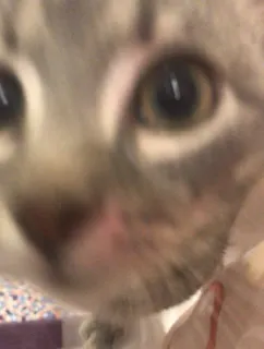 👻 91f33d2a kat, huisdier, dier, close-up, huisdier, zoogdier telegram sticker