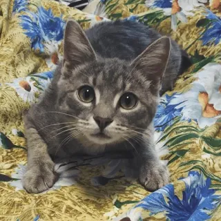 😯 95d8b240 kat, kitten, dier, grijze cyperse, huiskat, schattig telegram sticker