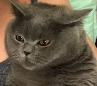 😡 99b8630c kat, grijze kat, dier, huisdier, huisdier telegram sticker