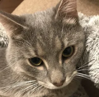 ☺️ a9aff02d kat, huisdier, dier, huiskat, grijze kat, katachtig telegram sticker