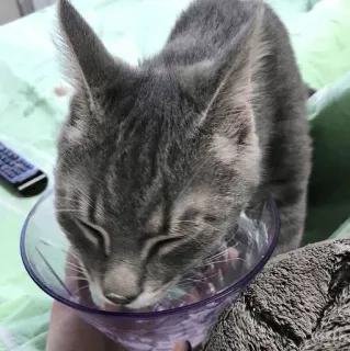 🍹 c7479099 kat, dier, huisdier, grijze kat, huisdier telegram sticker