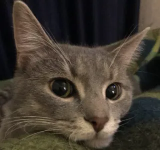 😯 c80897cb kat, grijze kat, dier, huisdier, katachtige telegram sticker