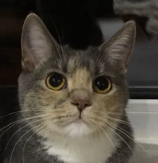 😠 cd608725 kat, dier, huisdier, kitten, katachtig, huisdier telegram sticker