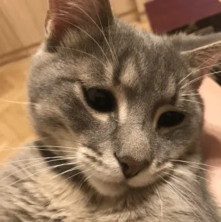 🐭 ce9cf2a2 kat, grijze kat, huisdier, dier, schattig, huiskat, katachtig telegram sticker