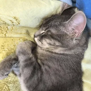 😴 cf95ae86 kat, kitten, slapen, grijs, huisdier, dier, schattig telegram sticker