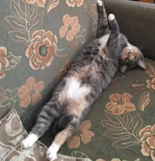 😋 d229c1ca kat, dier, huisdier, huisdier, tabby, bank telegram sticker