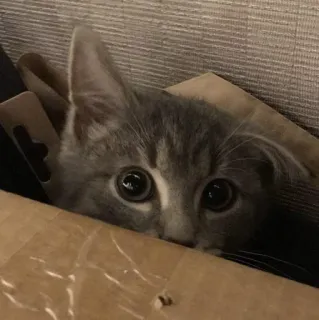 Scooter telegram stickers