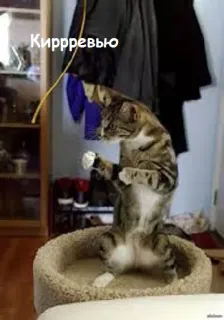 Scooter telegram stickers