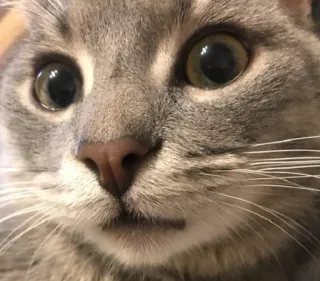 😳 e08899c6 kat, huisdier, dier, schattig, grijze kat, close-up telegram sticker